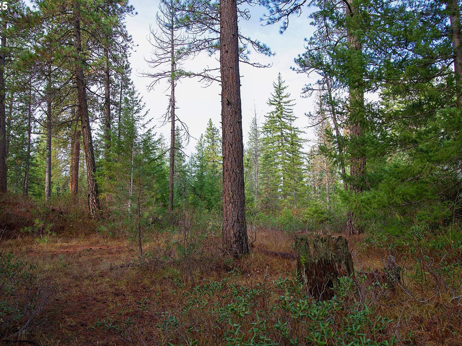 Lonesome Pines Dr #4 Trout Lake, WA 98650 - Thumbnail 4