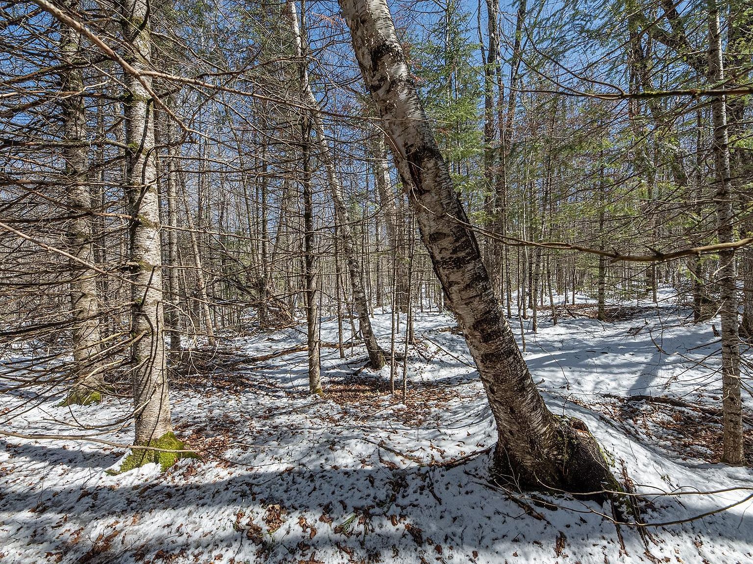 56.97 Ac Hwy #77 Upson, WI 54565 - Thumbnail 4