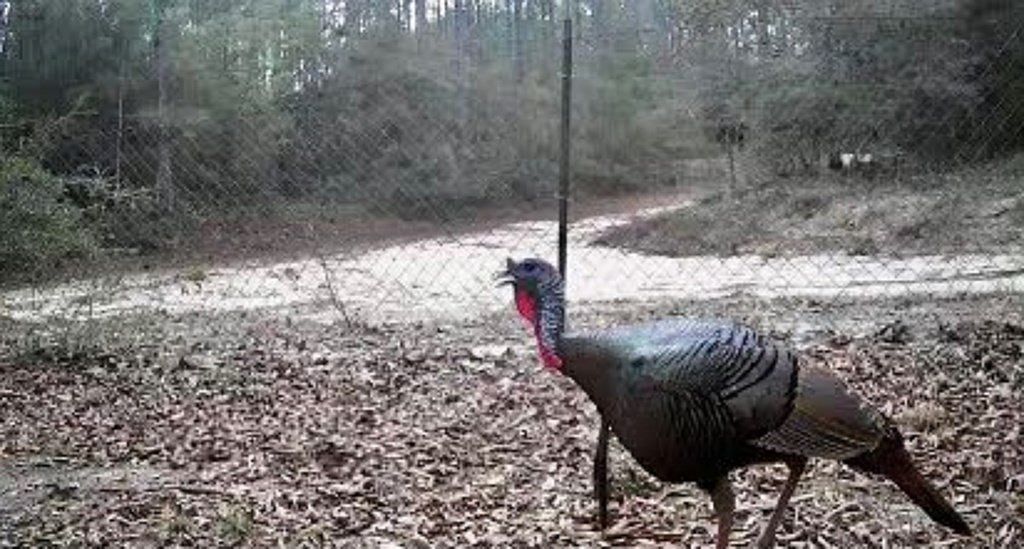 21145 Darrens Way Ln Florala, AL 36442 - Thumbnail 4