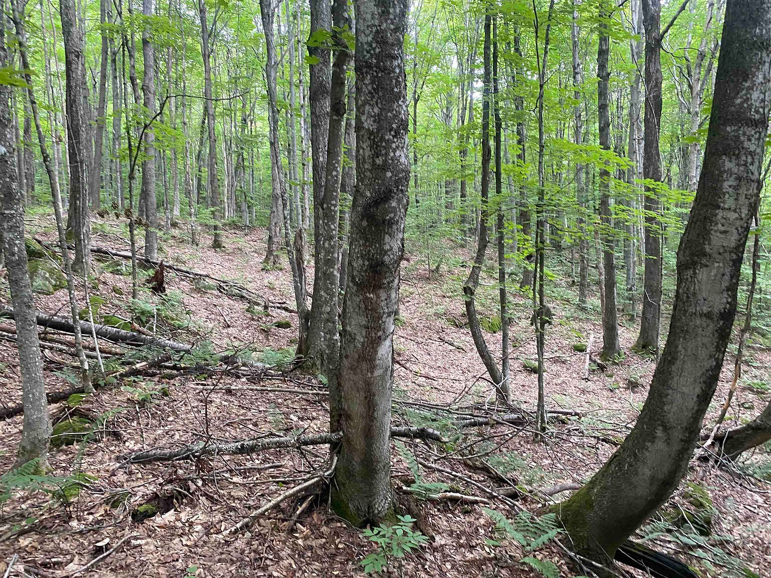 0 Maple St North Troy, VT 05859 - Thumbnail 4