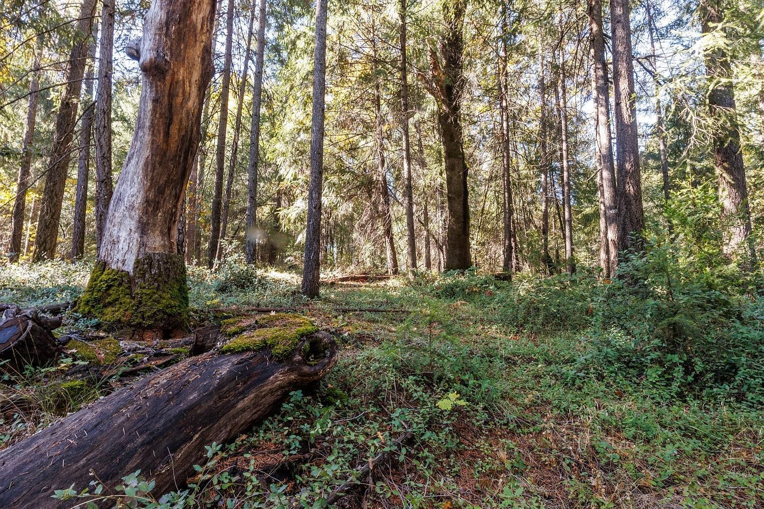 4293 Glory Hole Dr Camino, CA 95709 - Thumbnail 4