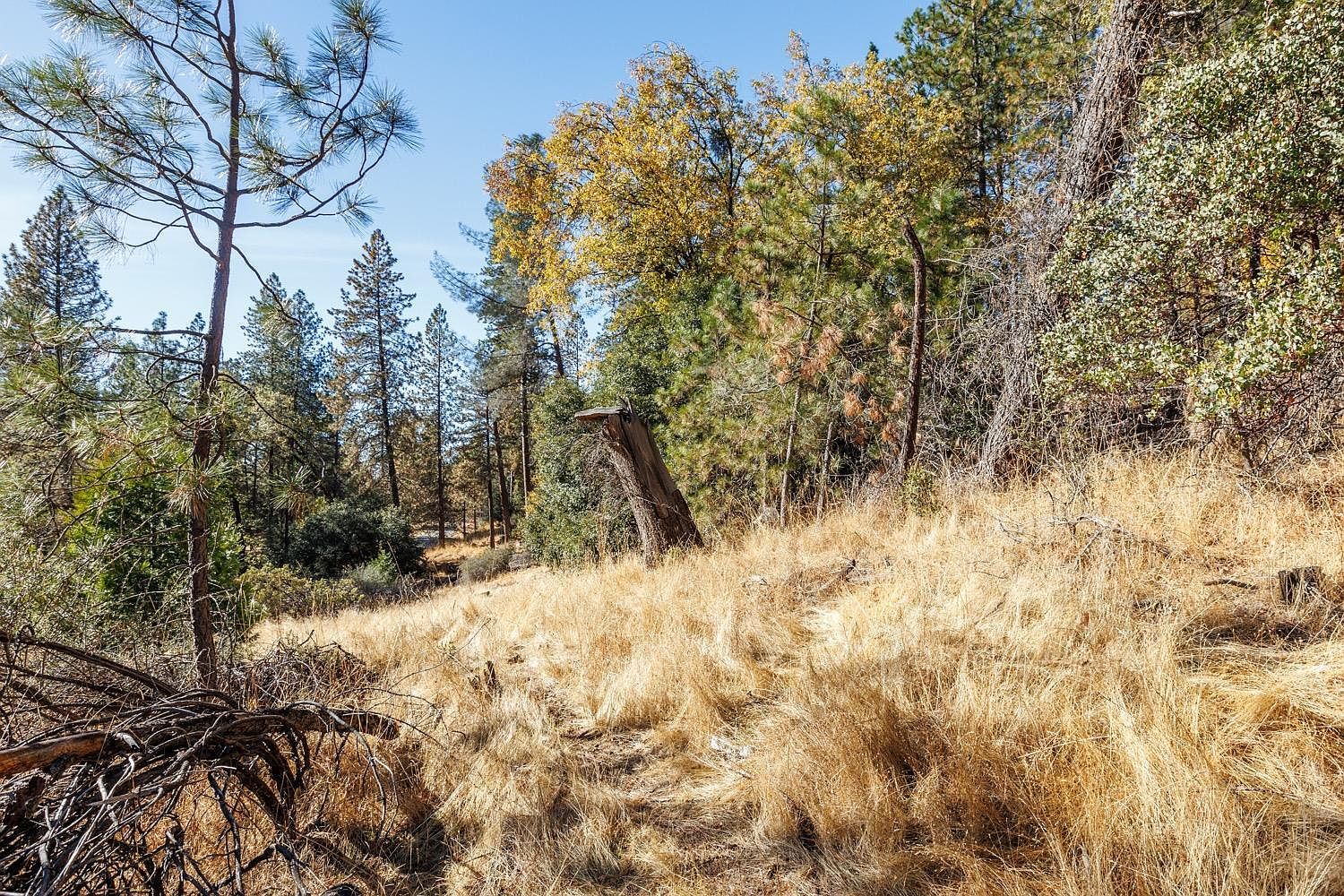 3551 Red Dog Dr Camino, CA 95709 - Thumbnail 4