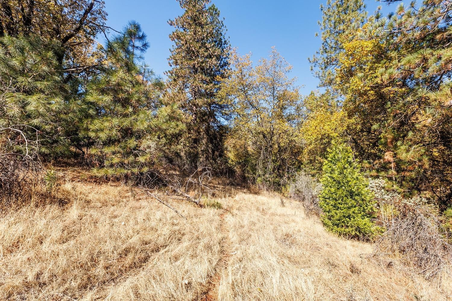 3609 Red Dog Dr Camino, CA 95709 - Thumbnail 4