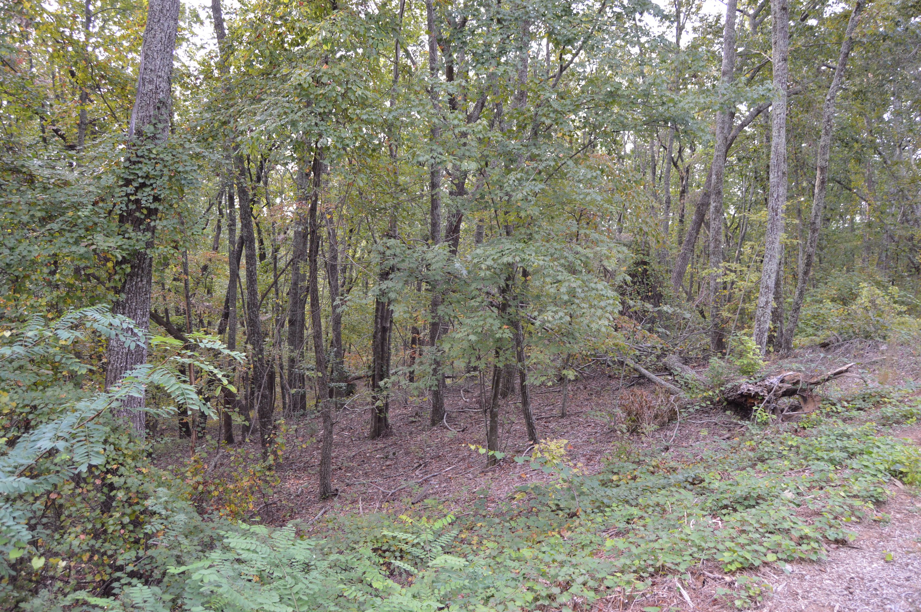 42 Autumn Sweet Dr, Clarkesville, GA, USA, 30523 - Thumbnail 4