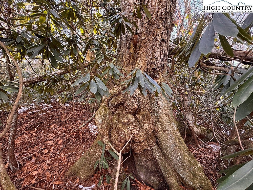 117 Wild Daisy Ln Banner Elk, NC 28604 - Thumbnail 4