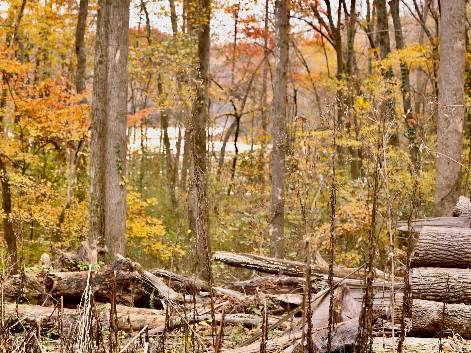 13768 Dell Dr Soddy Daisy, TN 37379 - Thumbnail 4