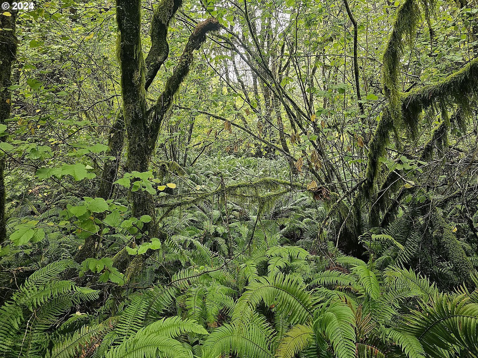 38 State Hwy Scottsburg, OR 97473 - Thumbnail 4