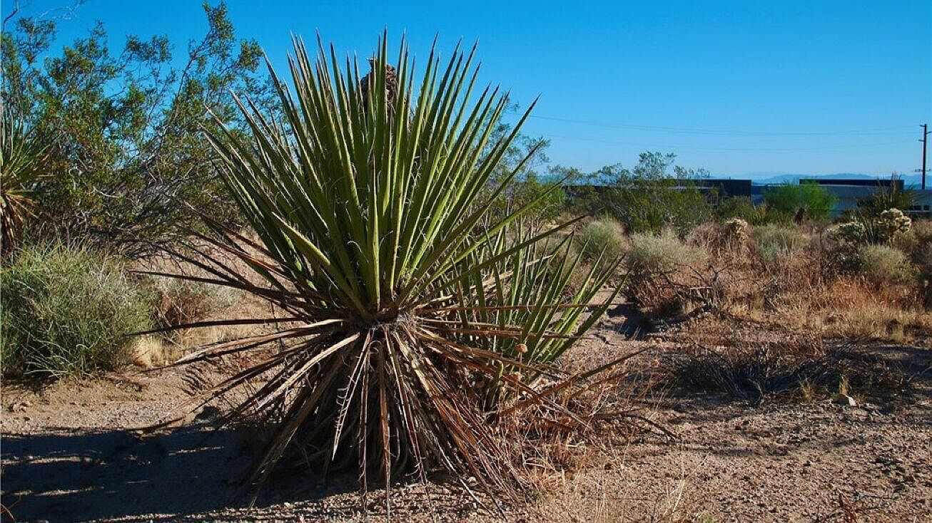 0 Latham Trl Joshua Tree, CA 92252 - Thumbnail 4