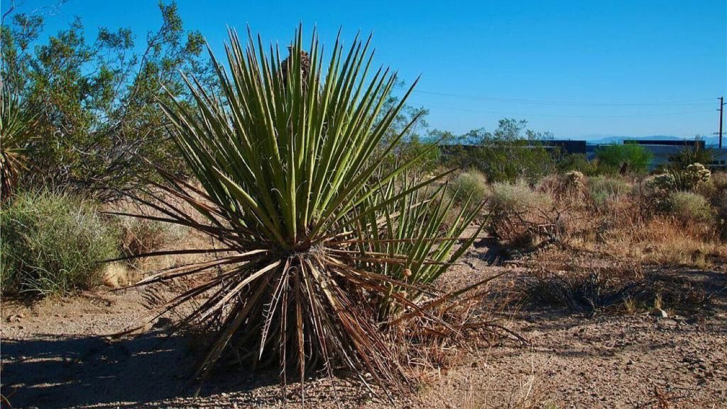 0 Latham Trl LOT 41 Joshua Tree, CA 92252 - Thumbnail 4