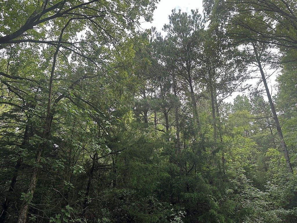 0 County Road 4400 Larue, TX 75770 - Thumbnail 4