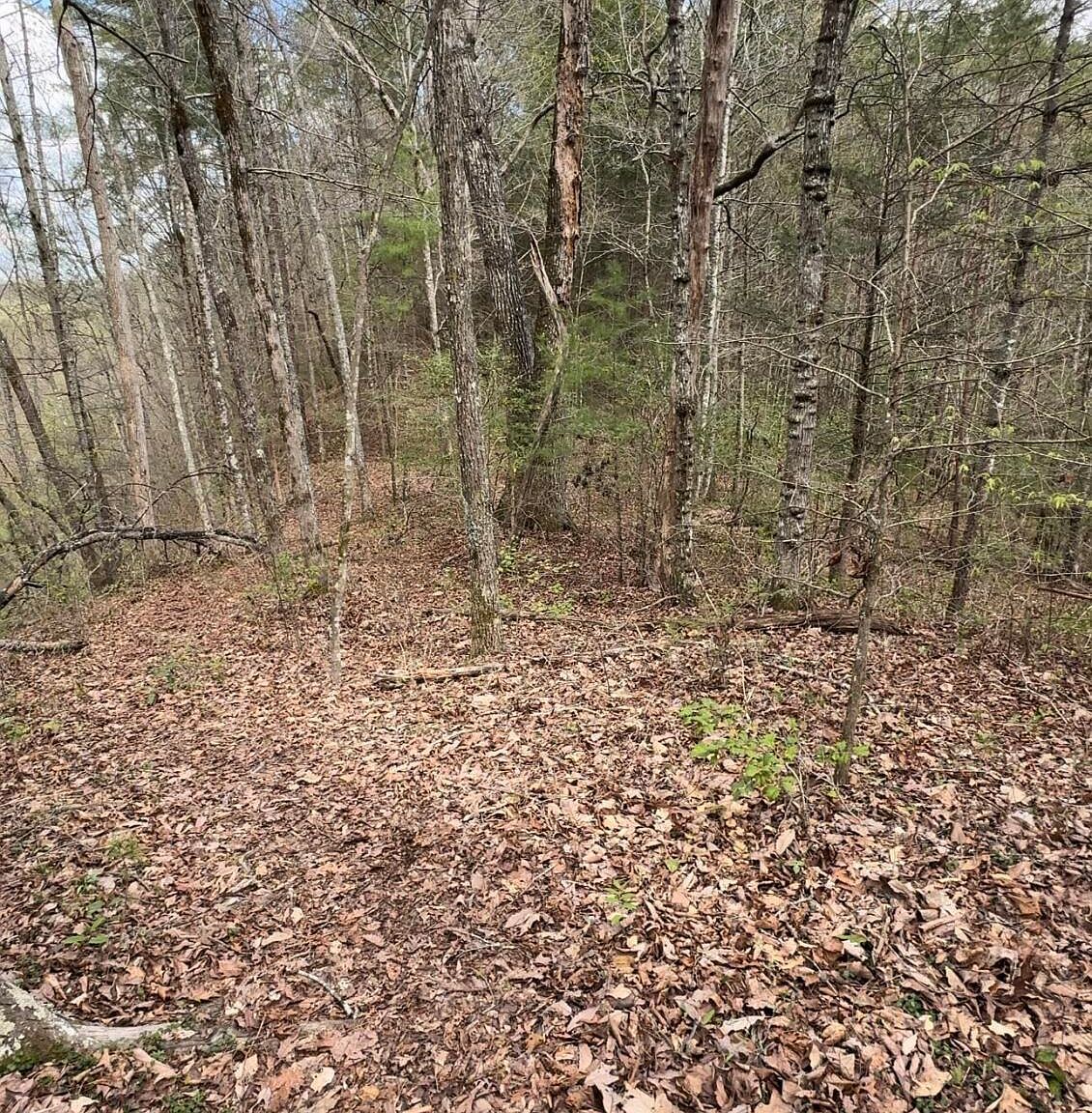 2420 Whitetail Ridge Way Sevierville, TN 37862 - Thumbnail 4