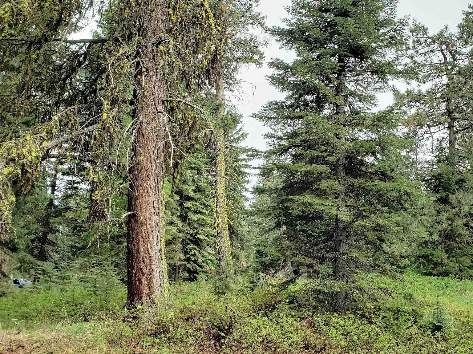 15 Andy Ln Donnelly, ID 83615 - Thumbnail 4