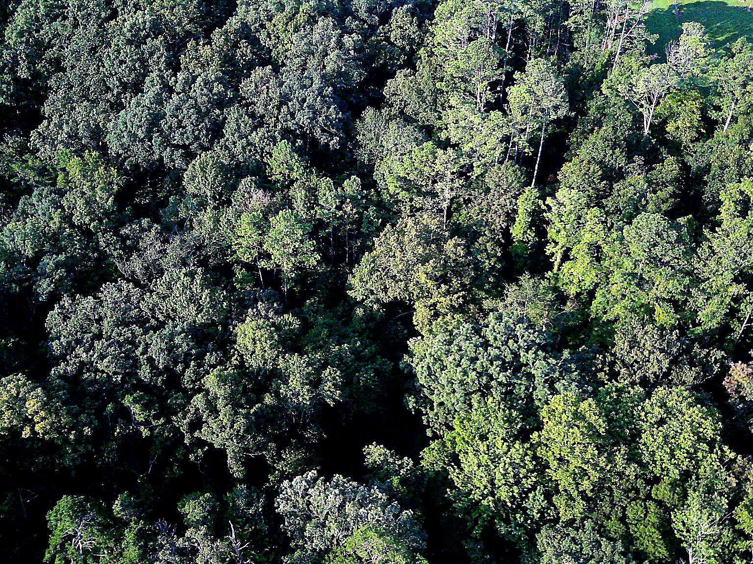 1343 Thrasher Pike Hixson, TN 37343 - Thumbnail 4