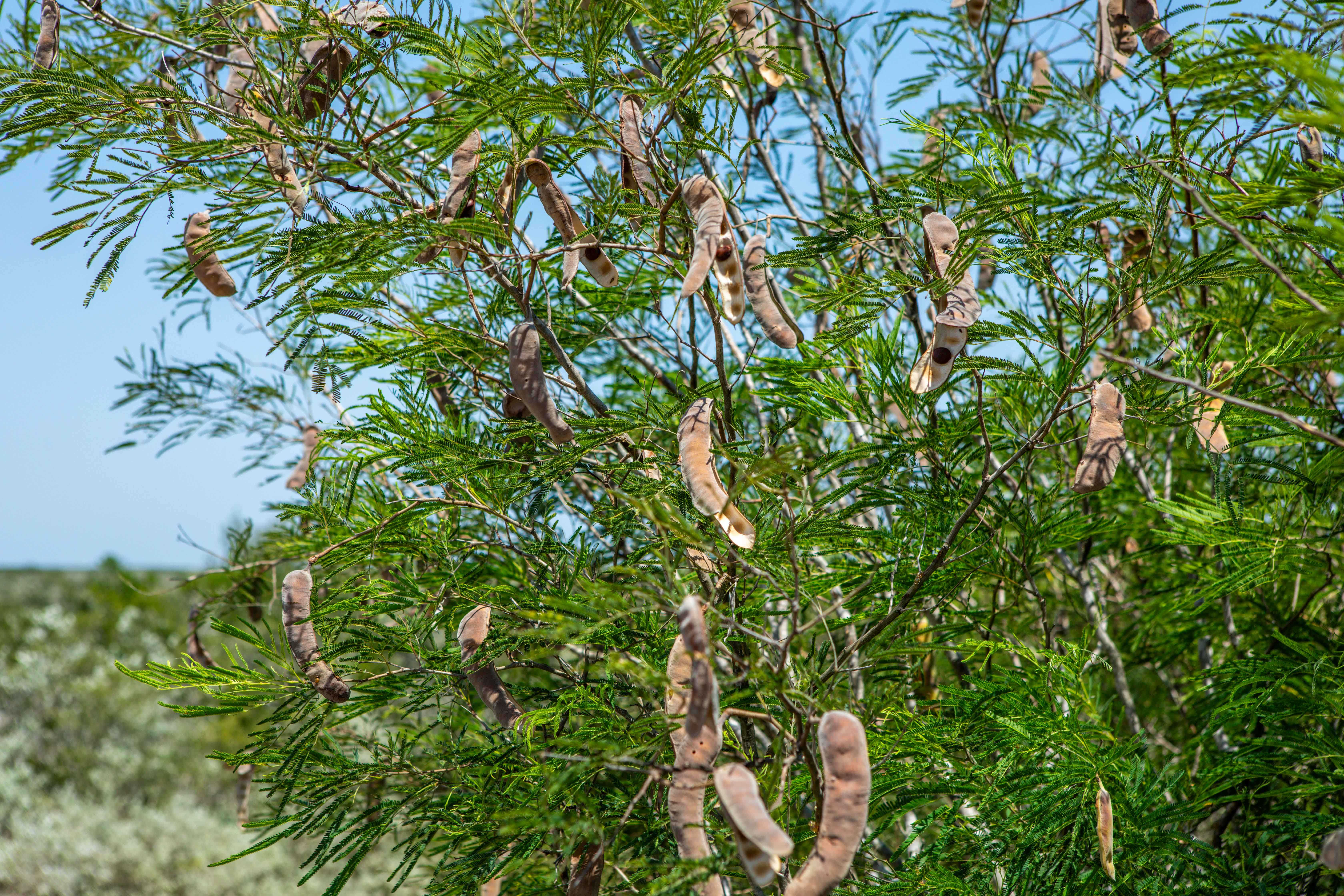 Live Oak Spur, George West, TX, 78022 - Thumbnail 4