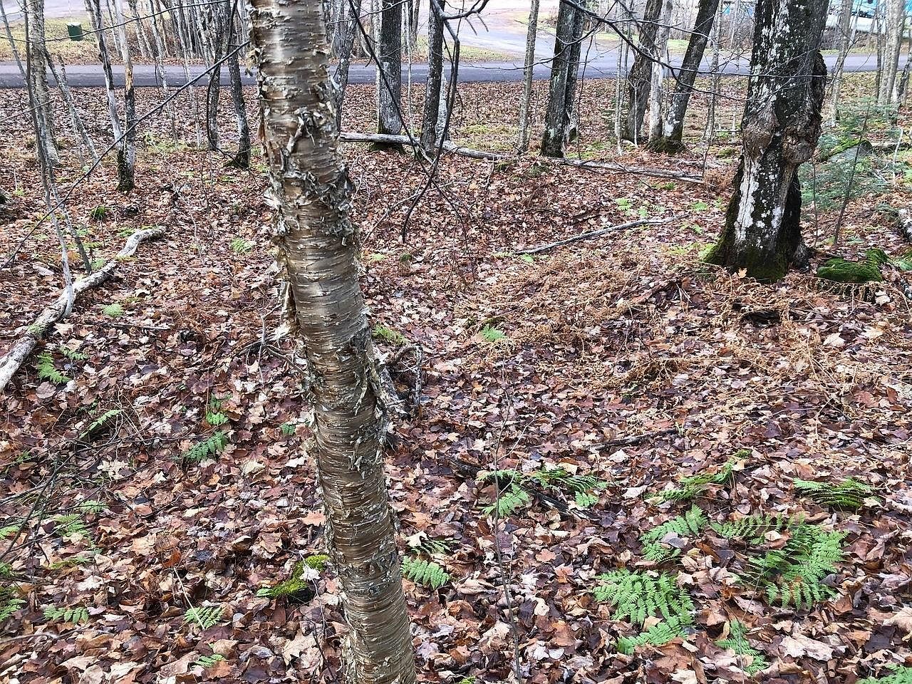 Outlot 3 Skye Dr Upson, WI 54565 - Thumbnail 4