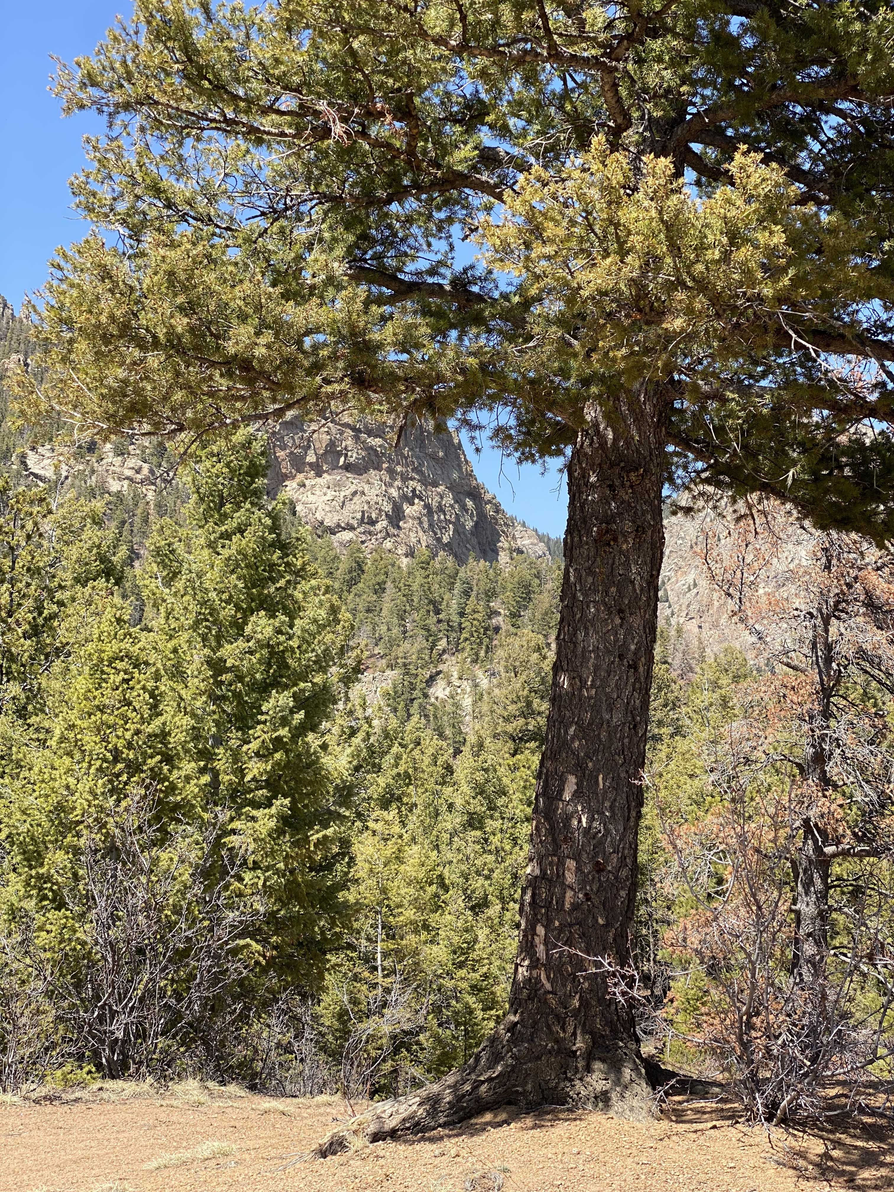 5448 Little Turkey Creek Rd, Colorado Springs, CO, USA, 80926  | Land/Lot