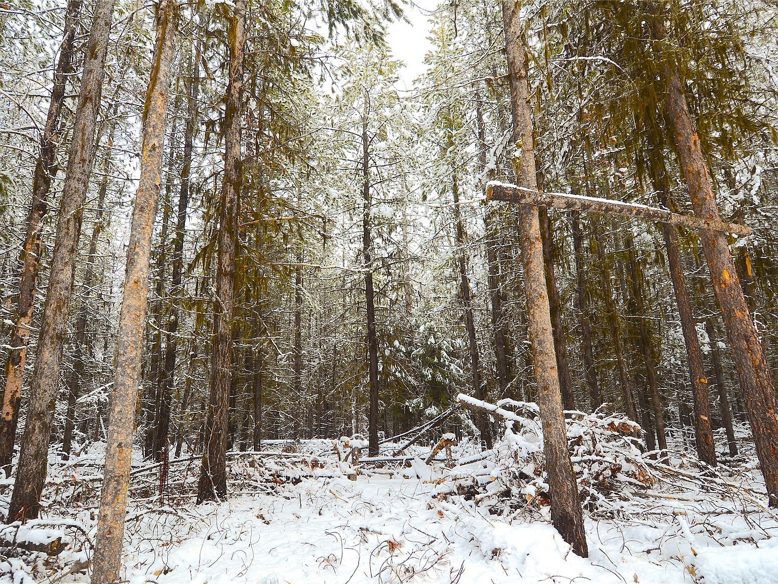 182 New Timber Ridge Trl Marion, MT 59925 - Thumbnail 4