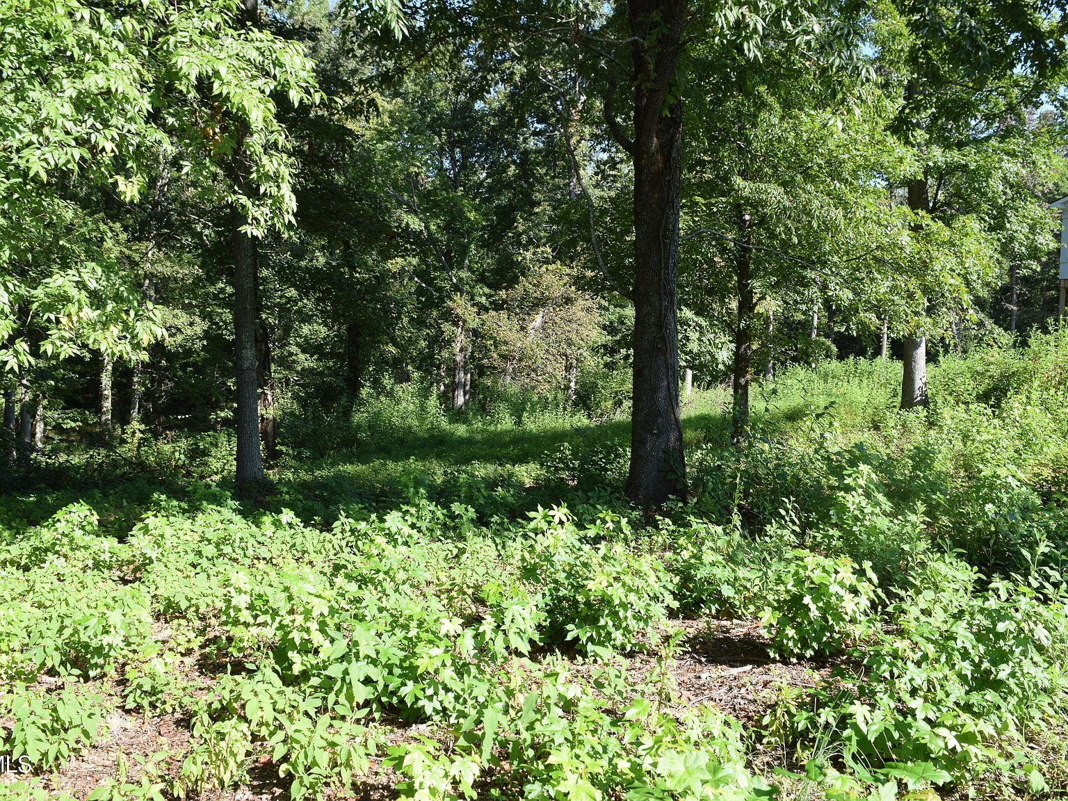 347 Water View Dr Rockwood, TN 37854 - Thumbnail 4