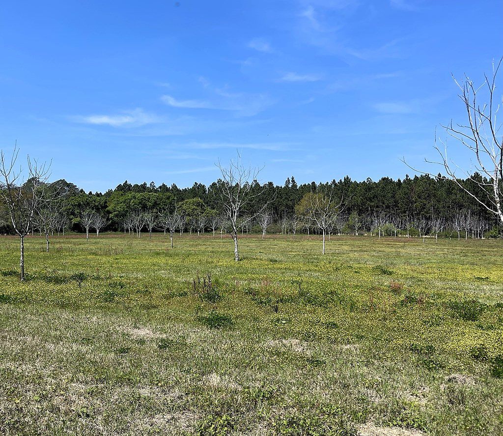 25 Ponderosa Ln Lakeland, GA 31635 - Thumbnail 4