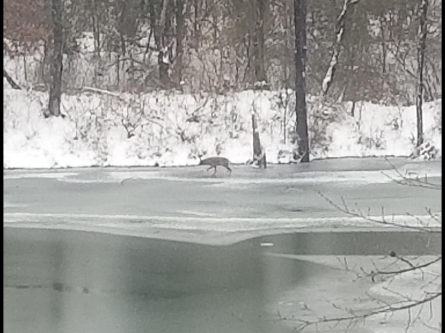 208 Dewmaine School Rd Carterville, IL 62918 - Thumbnail 4