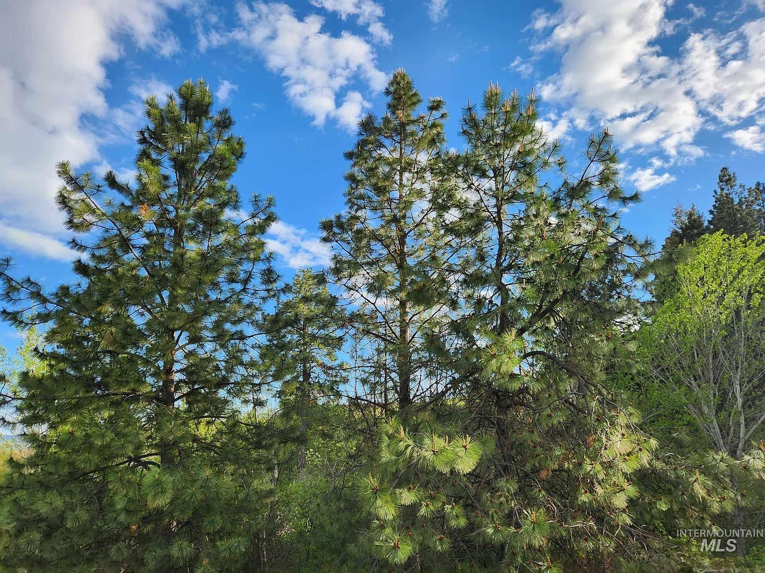 Ken Trl Moscow, ID 83843 - Thumbnail 4