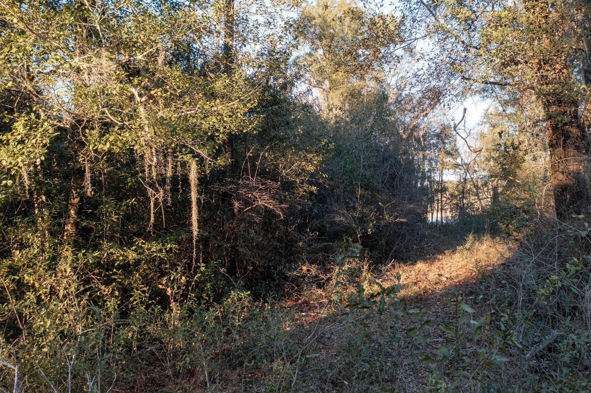 Lot 10 Paradise Lakes Road, Chipley, FL, 32428 - Thumbnail 4