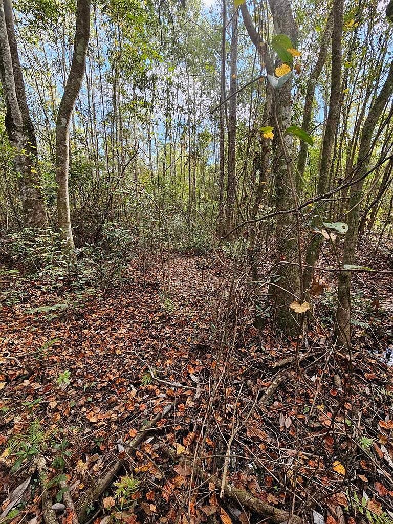 504 S Pensacola Ave Geneva, AL 36340 - Thumbnail 4