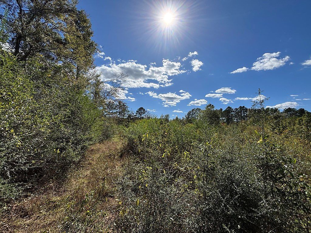 3895 State Highway 21 E Hemphill, TX 75948 - Thumbnail 4