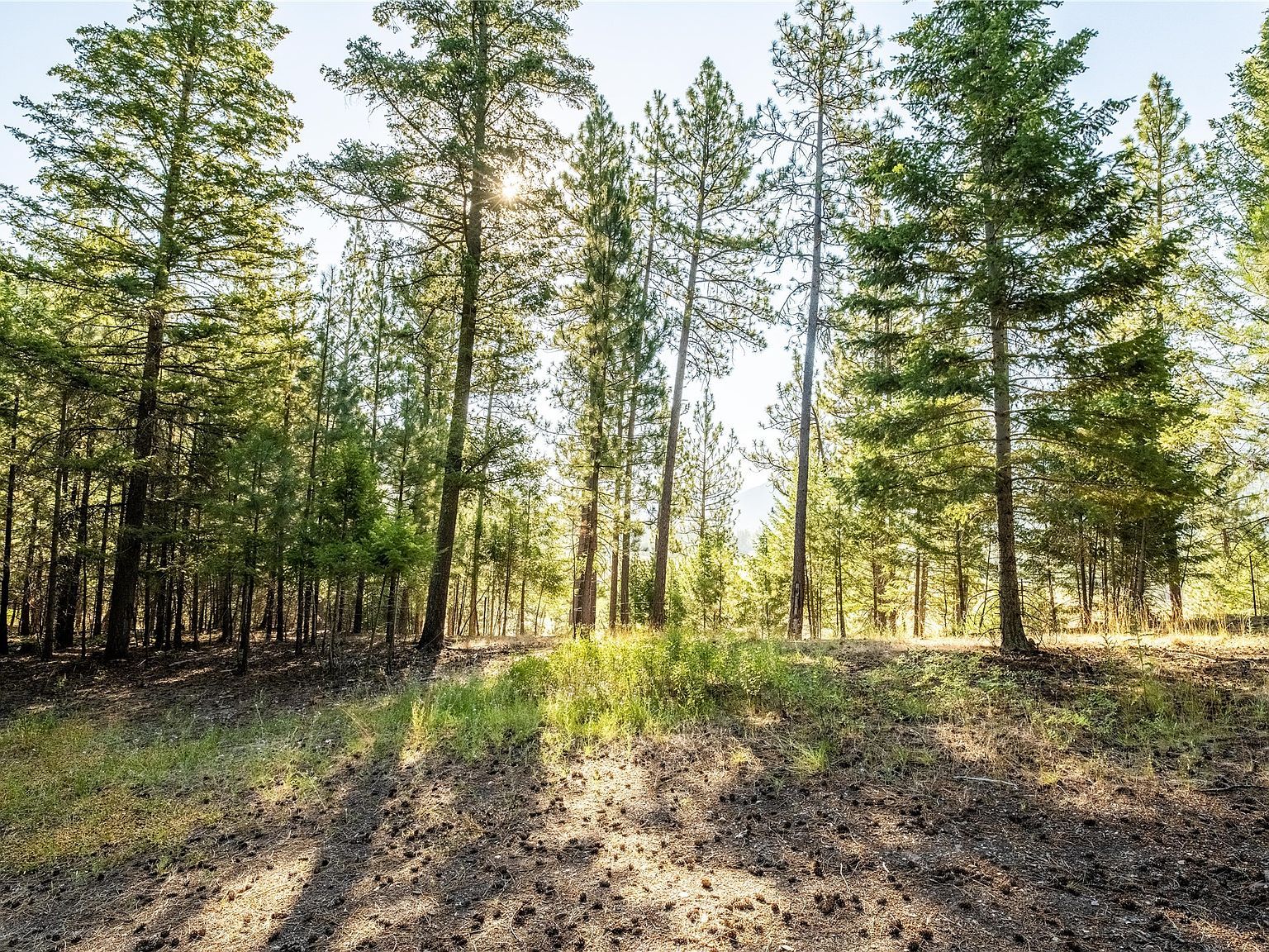 14297 Caddisfly Ct Clinton, MT 59825 - Thumbnail 4