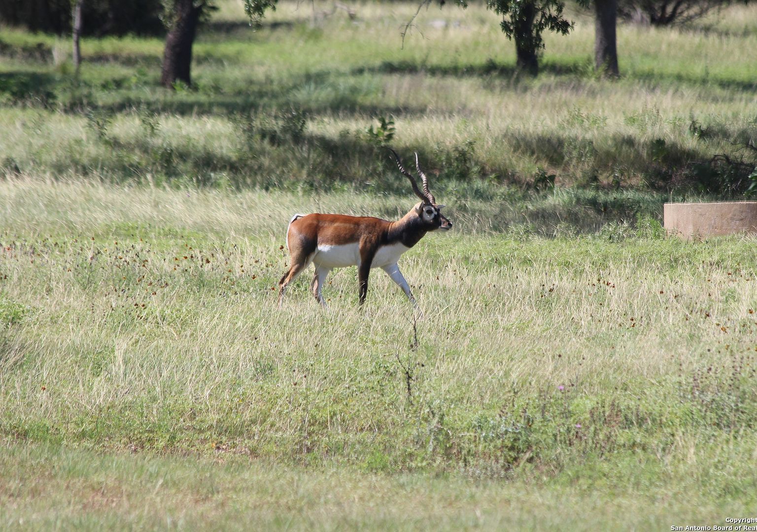 239 Flickering Sky Cir #217 Blanco, TX 78606 - Thumbnail 4