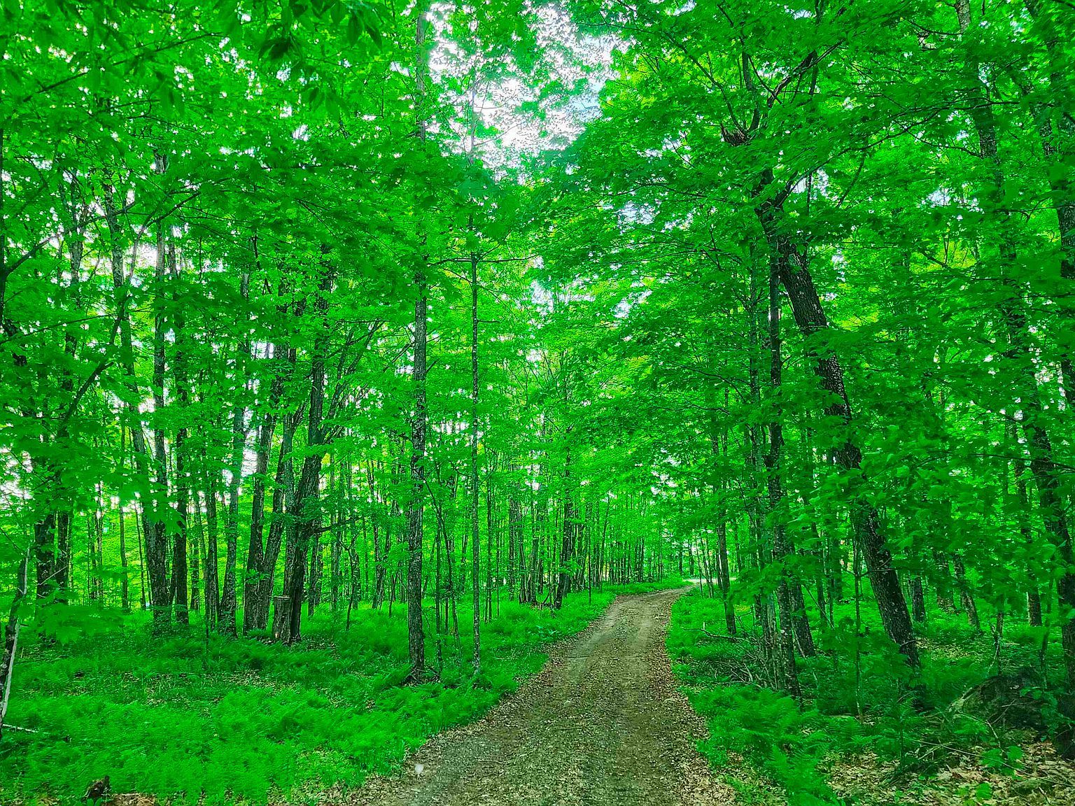 0 Tousant Hill Rd Greensboro Bend, VT 05842 - Thumbnail 4