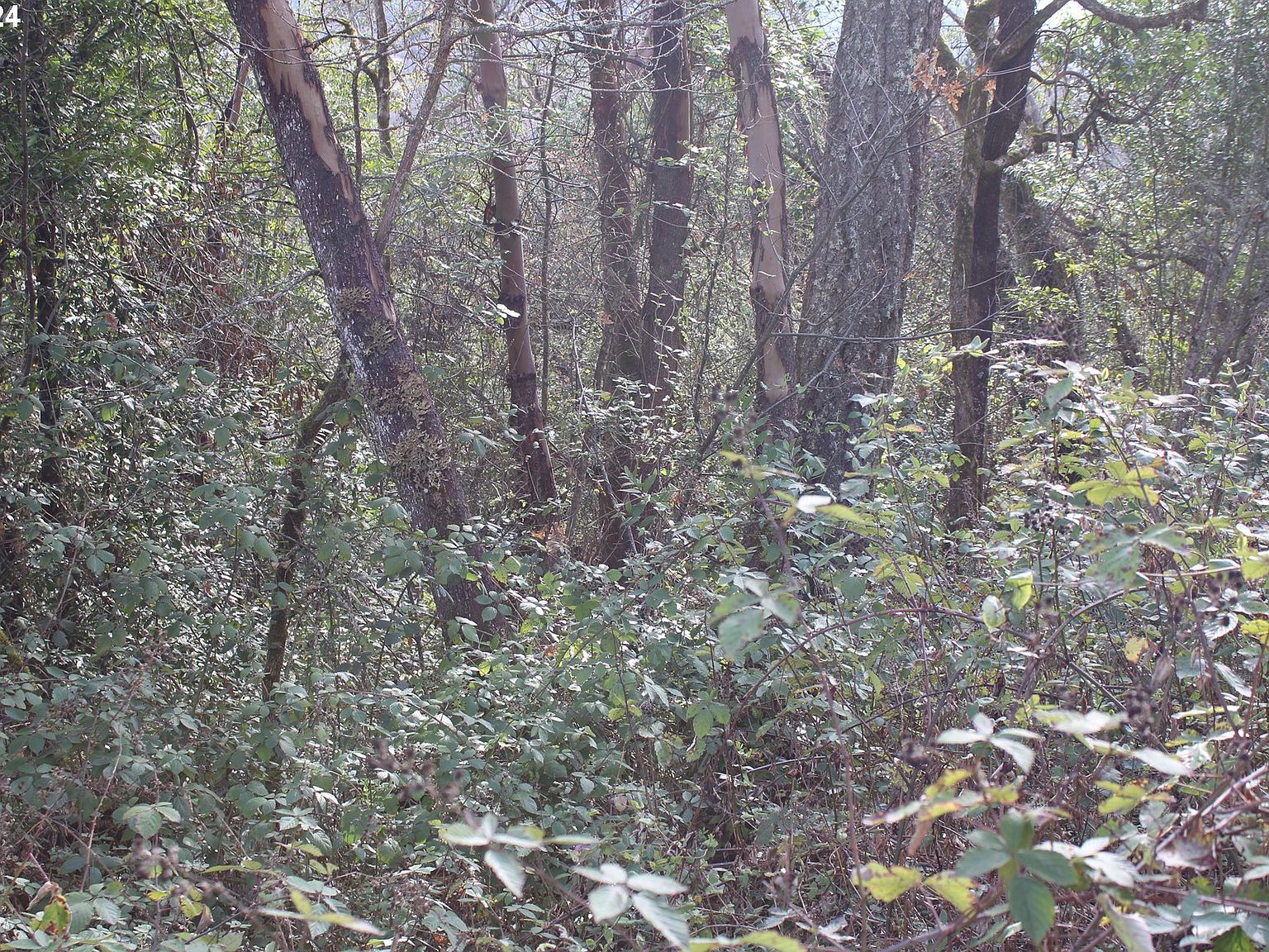 0 SW Pioneer Way Myrtle Creek, OR 97457  | Land/Lot