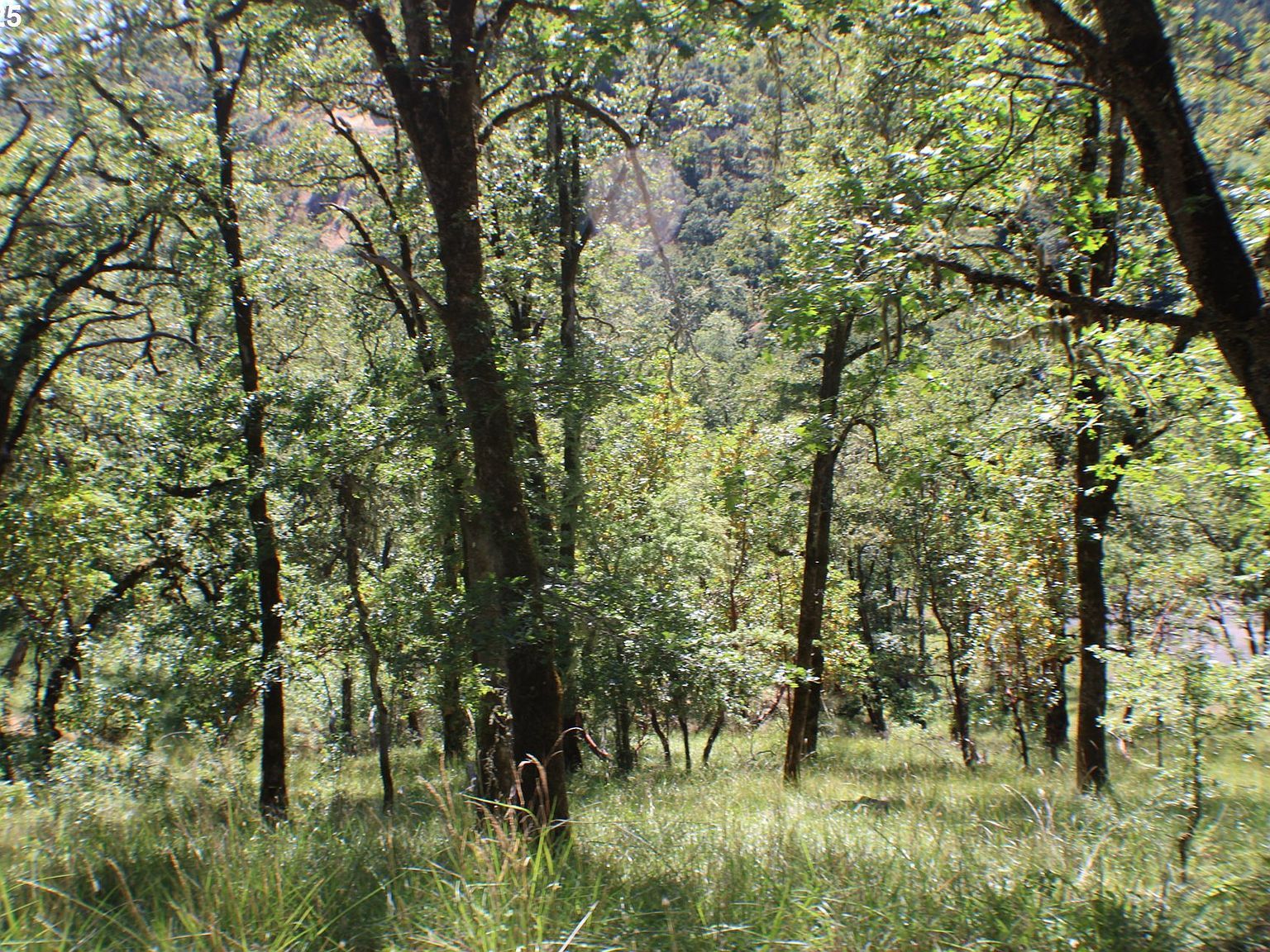 345 Sierra Dr Roseburg, OR 97471  | Land/Lot