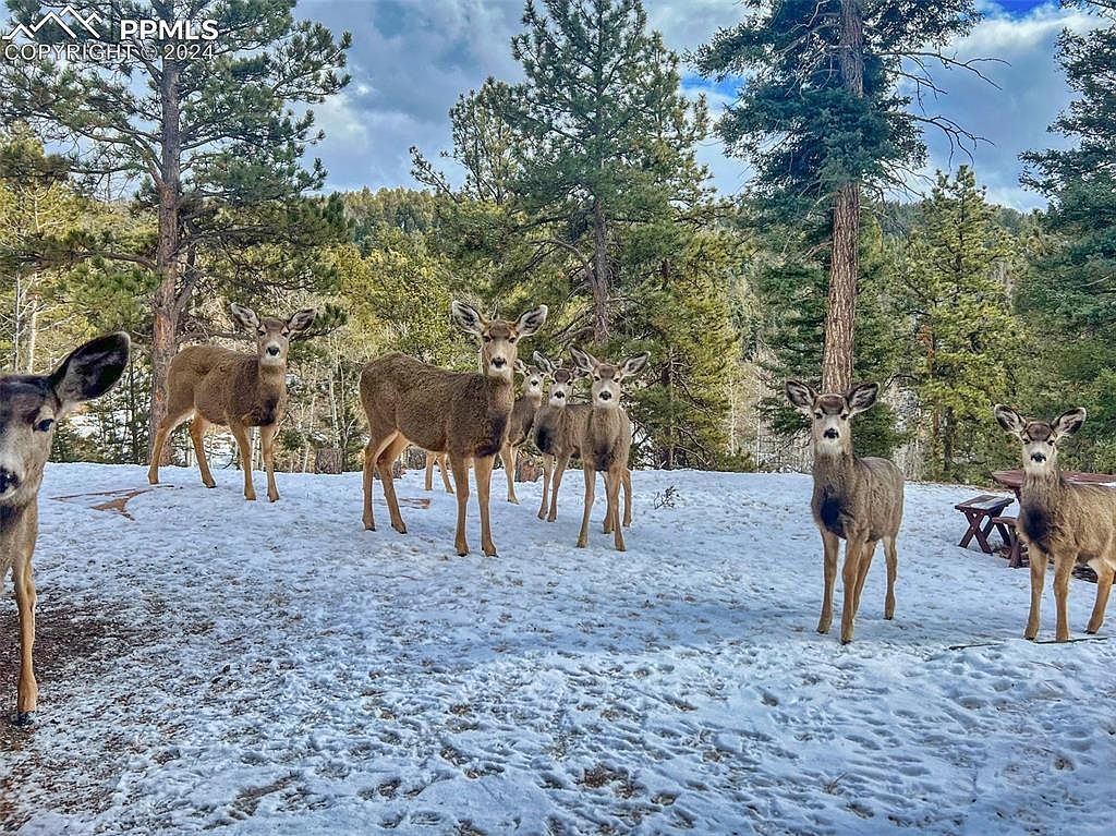 549 Mohawk Hts Florissant, CO 80816 - Thumbnail 4