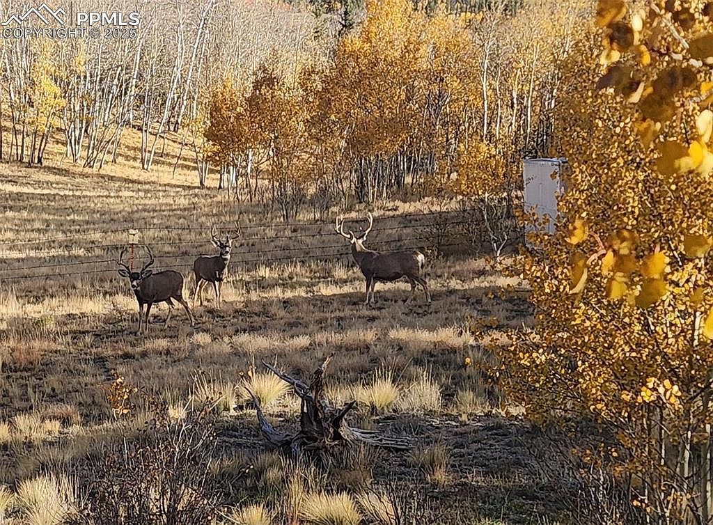 2387 Buffalo Ridge Rd Como, CO 80432 - Thumbnail 4