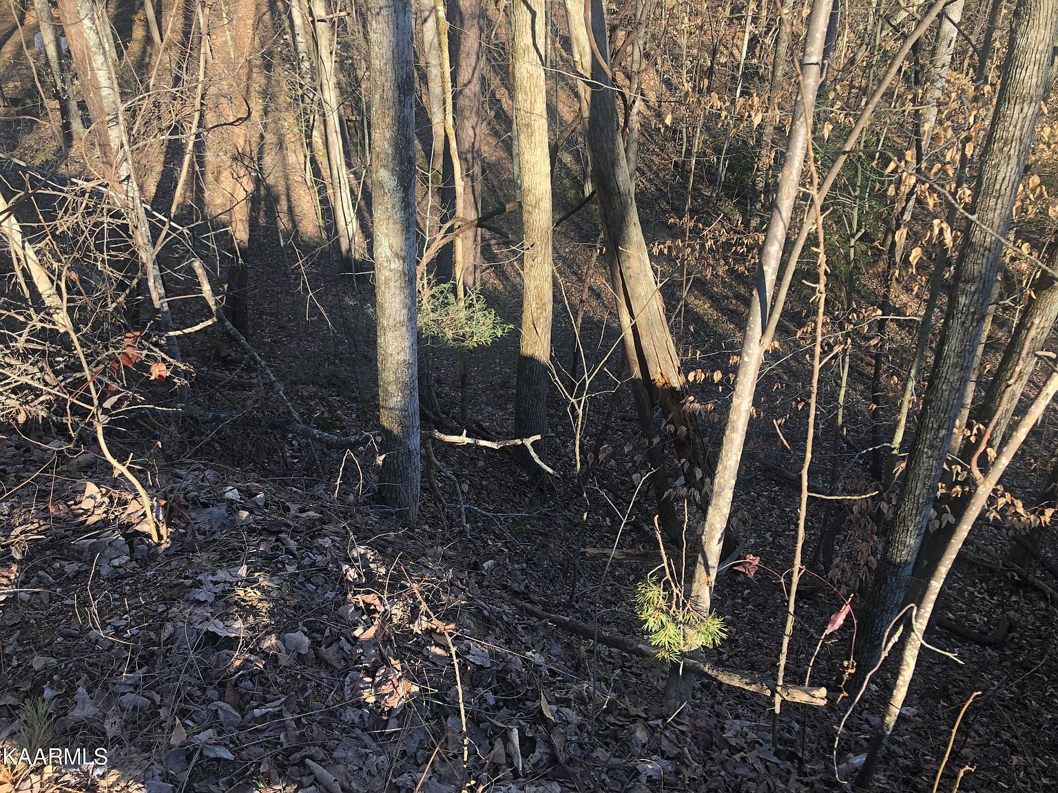 LOT 68 Yellowwood Dr Sevierville, TN 37876 - Thumbnail 4