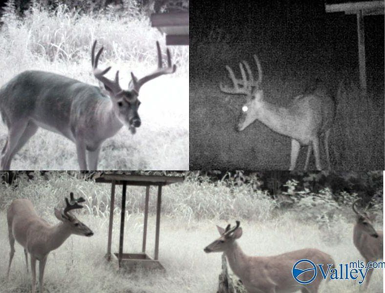 Upper Hurricane Rd New Market, AL 35761 - Thumbnail 4