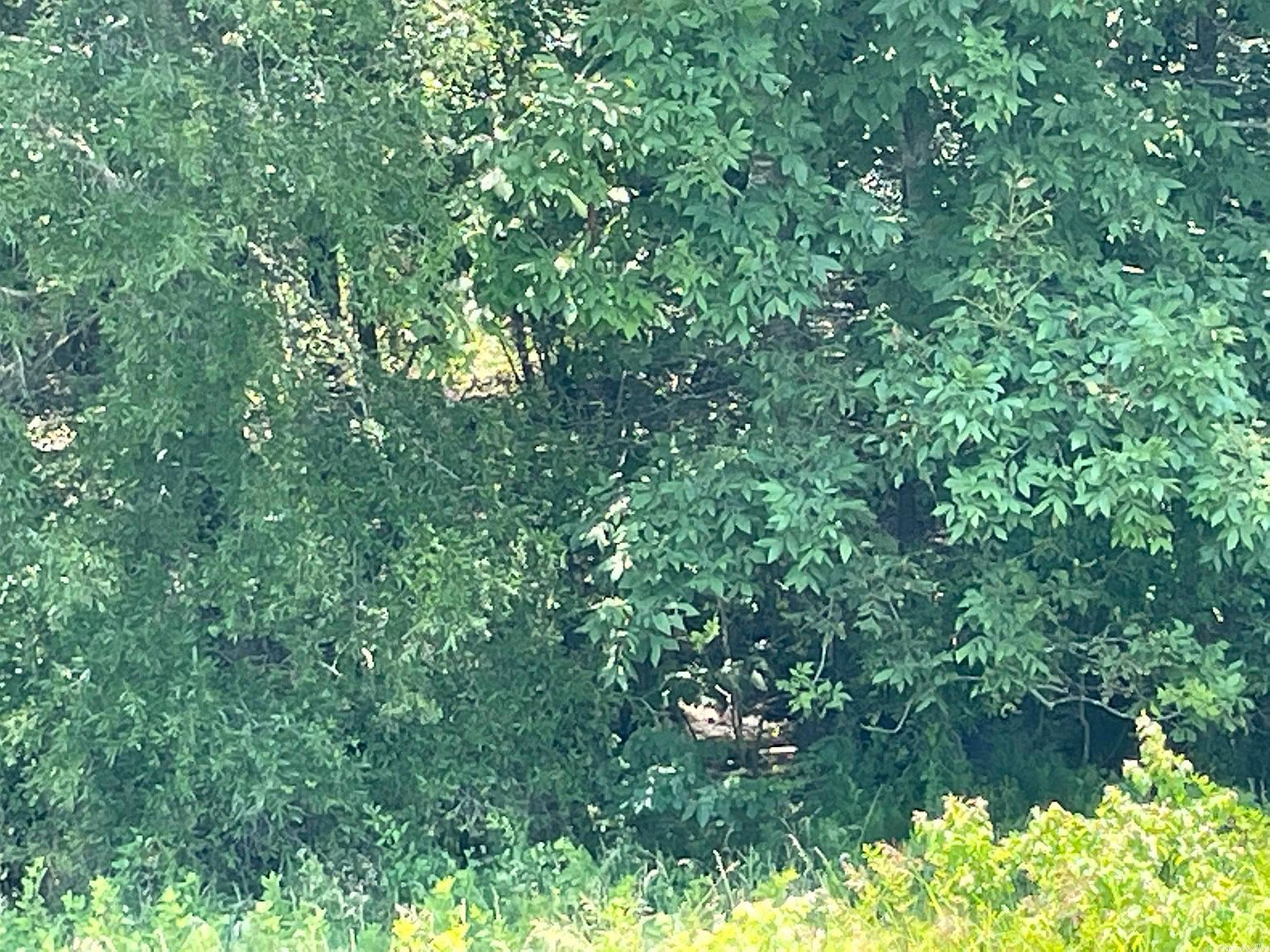 0 Wilbur D Mills Rd Tichnor, AR 72166 - Thumbnail 4