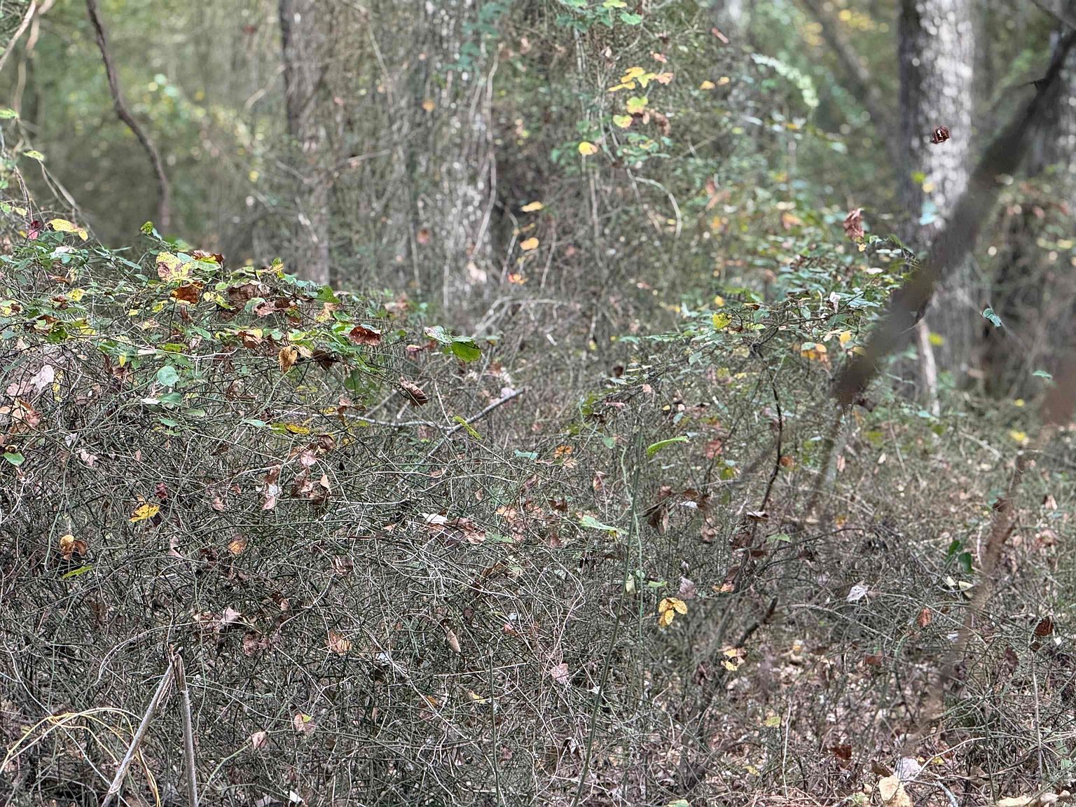 271 County Line Rd Rose Bud, AR 72137 - Thumbnail 4