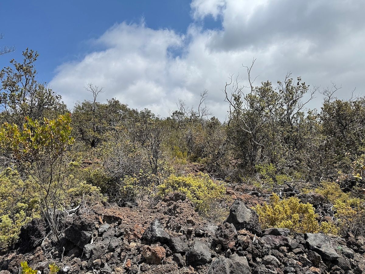 Plumeria Ln LOT 1 Captain Cook, HI 96704 - Thumbnail 4