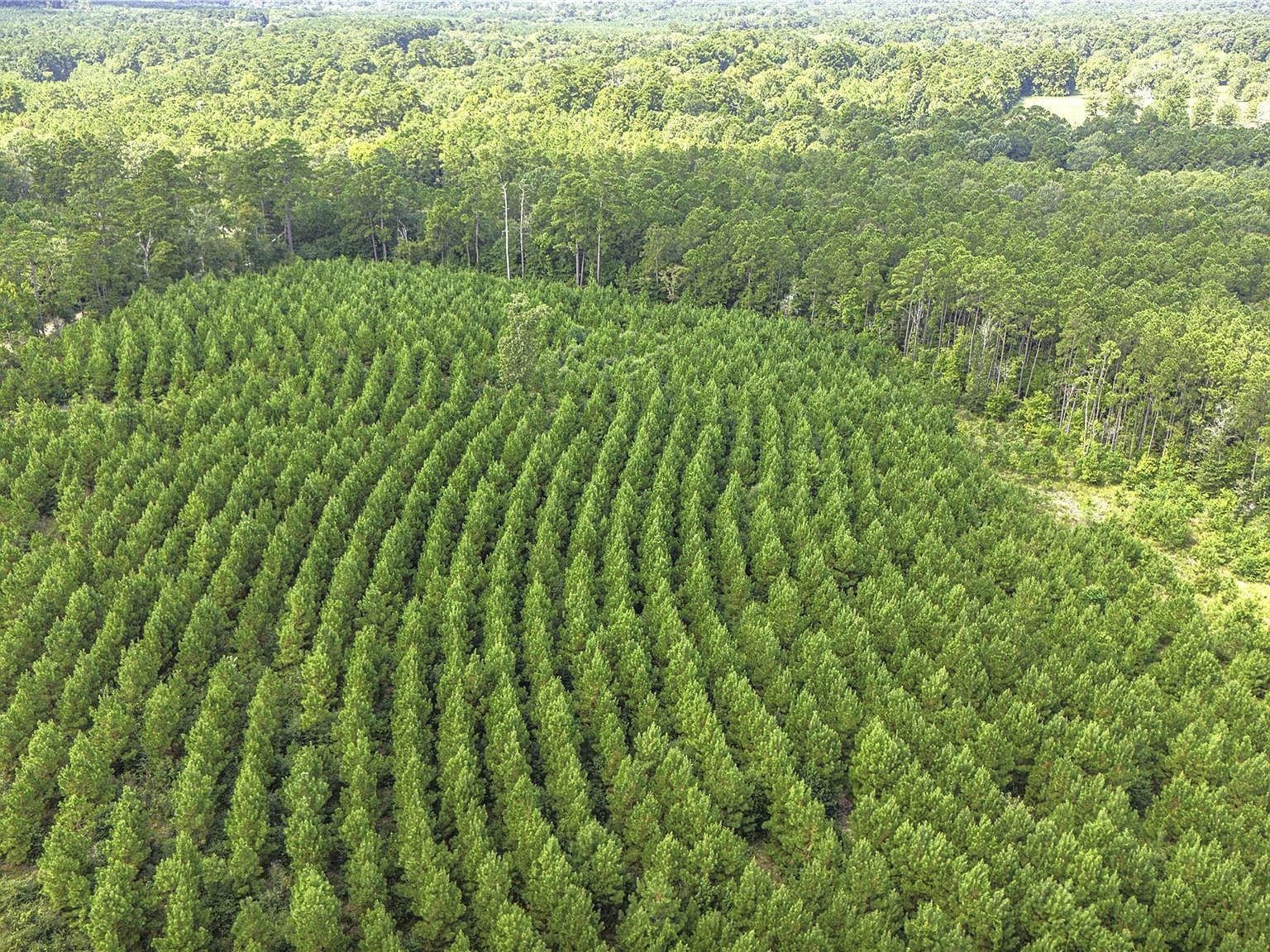 Stutts Hill Rd LOT 1 Livingston, TX 77351 - Thumbnail 4