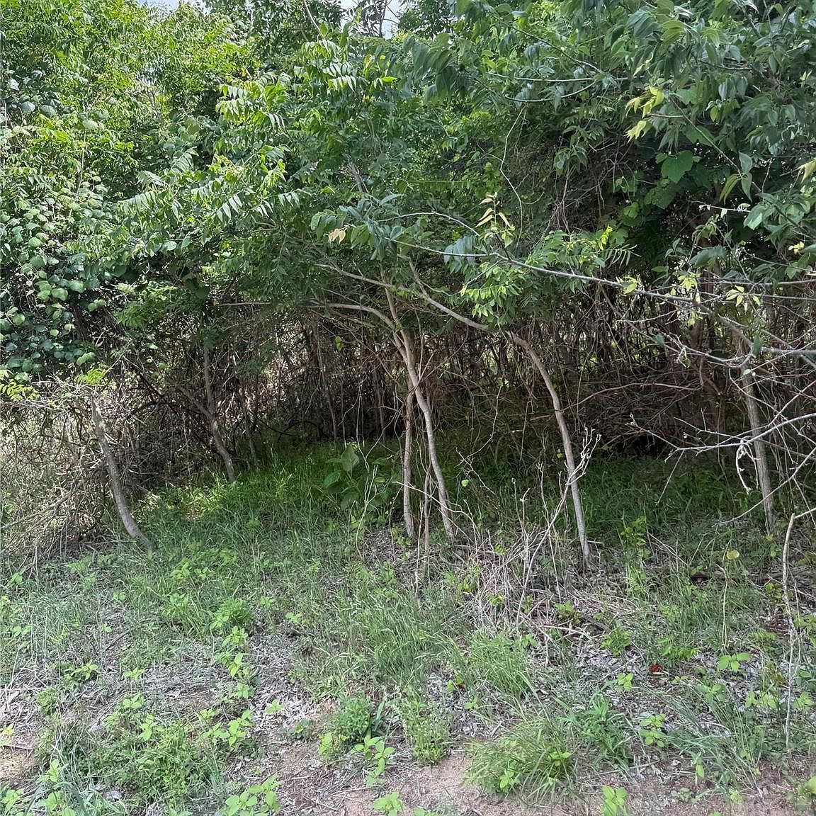 959 E Riverside Dr Bastrop, TX 78602 - Thumbnail 4