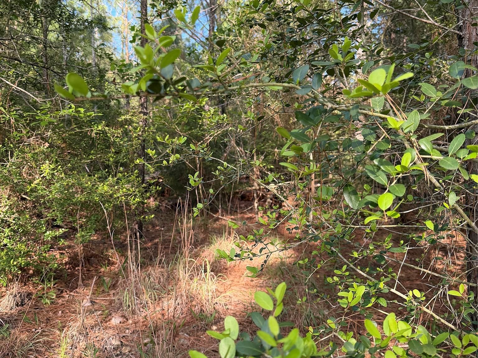 LOT 1384 S Pahihi Dr Bastrop, TX 78602 - Thumbnail 4