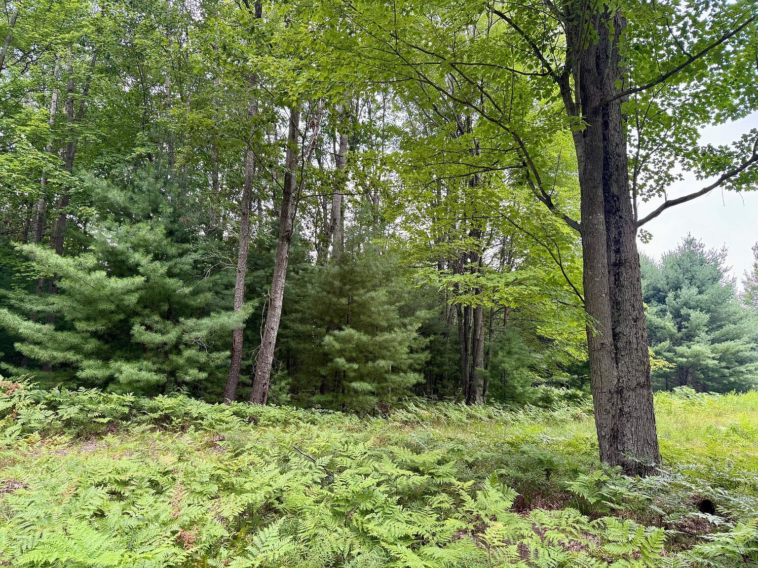 6362 Cedar Trce Stanwood, MI 49346 - Thumbnail 4