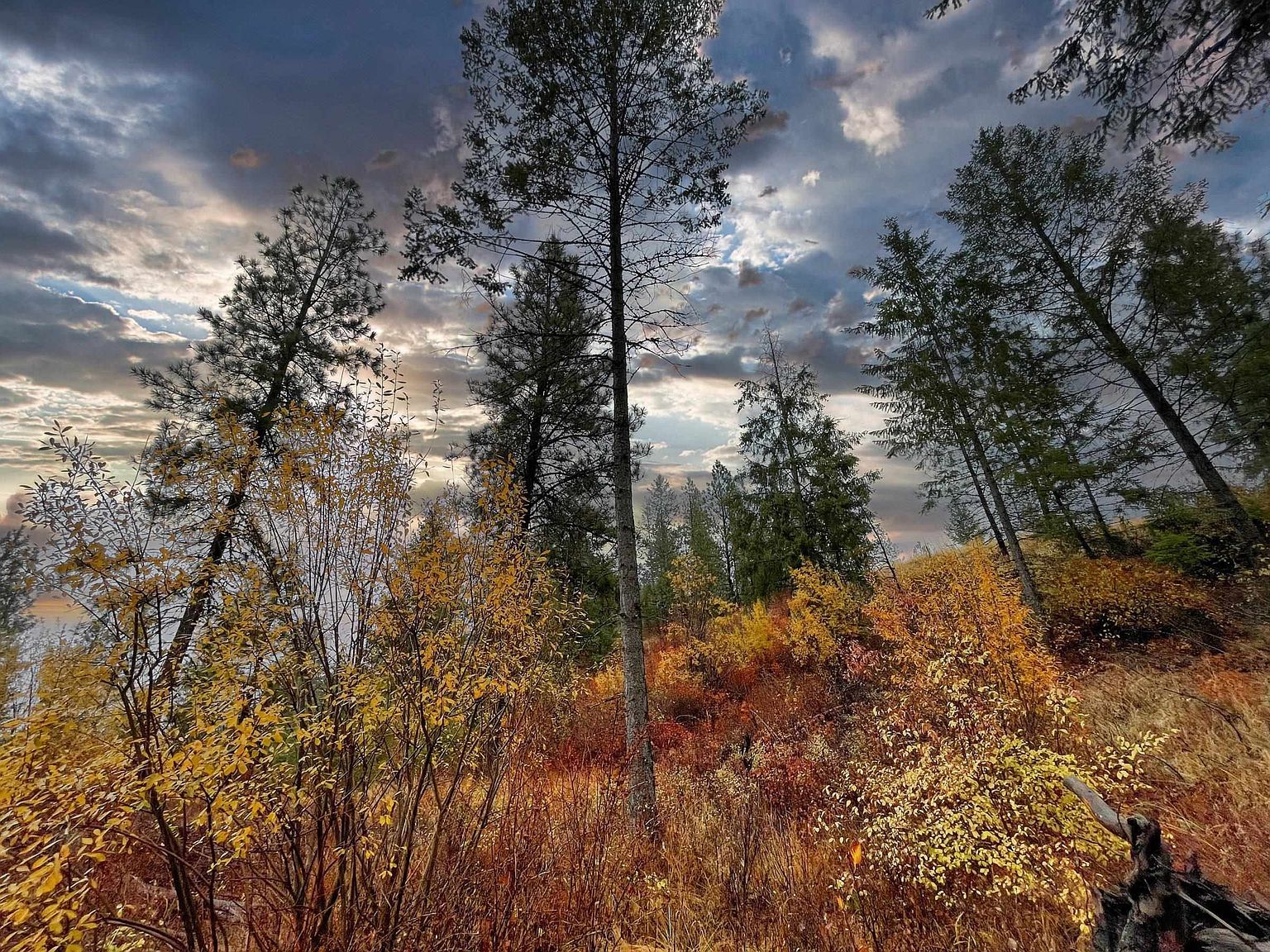 5 Highway 231 Ford, WA 99013 - Thumbnail 4