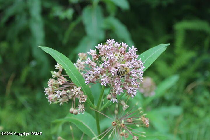 517 E Forest Rd Pocono Lake, PA 18347 - Thumbnail 4