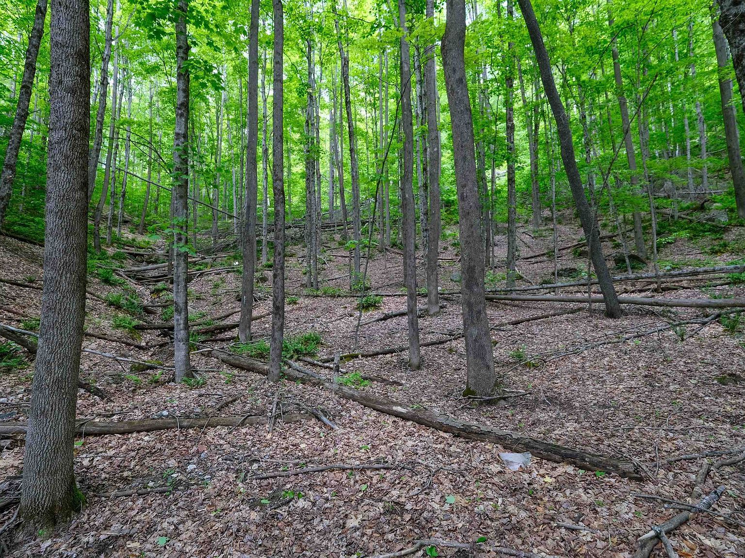 0 E Ash Rd Plymouth, VT 05056 - Thumbnail 4