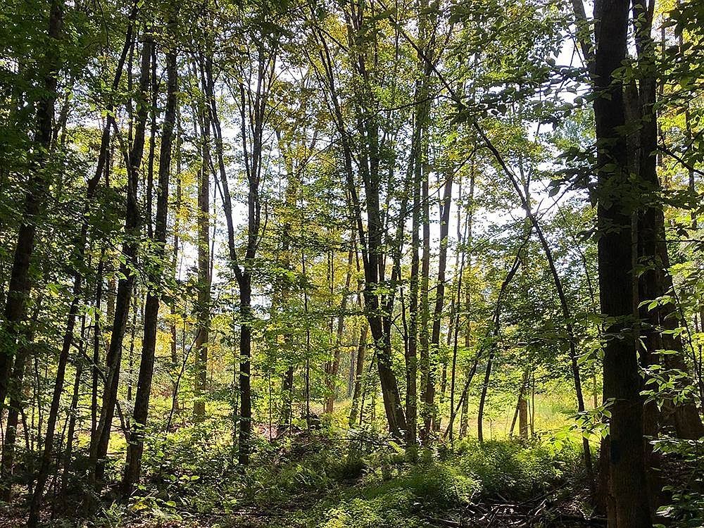 111 Gib Lockerby Rd Grafton, VT 05146 - Thumbnail 4