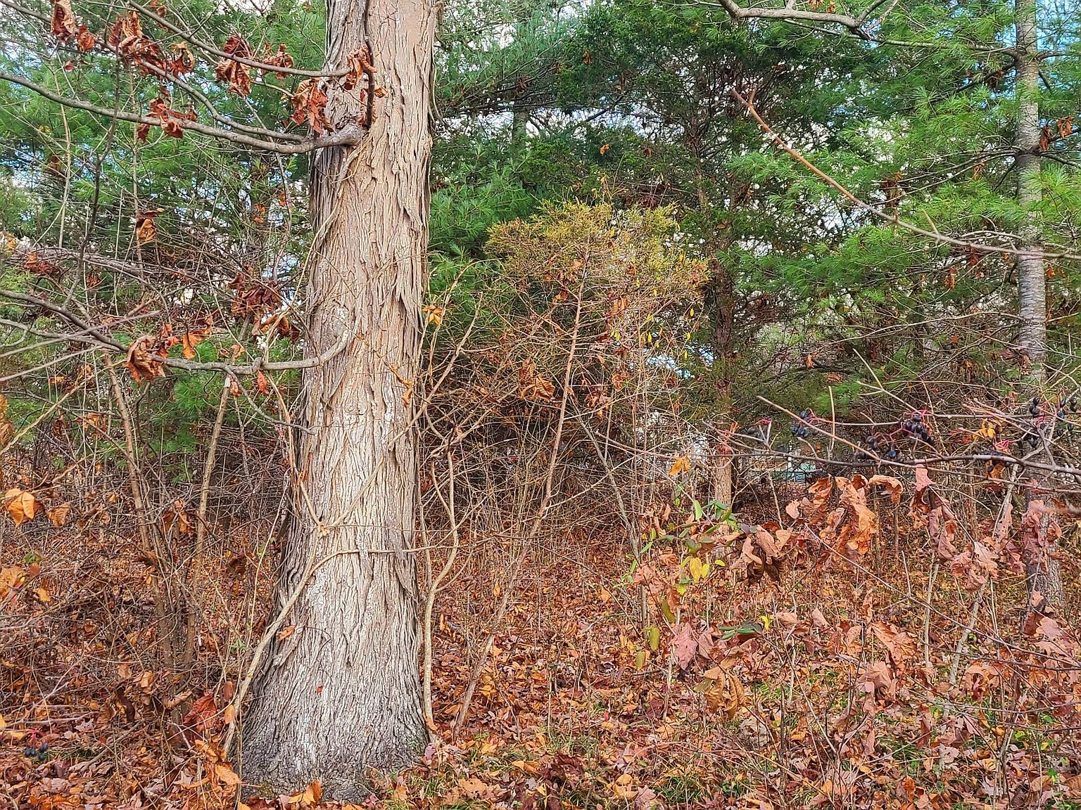 0 State Road 135 N Nashville, IN 47448 - Thumbnail 4