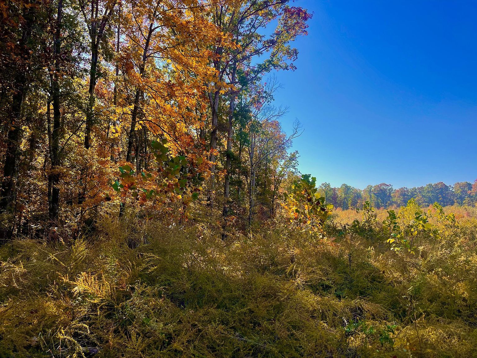 0 Ruble Dr Clifton, TN 38425 - Thumbnail 4